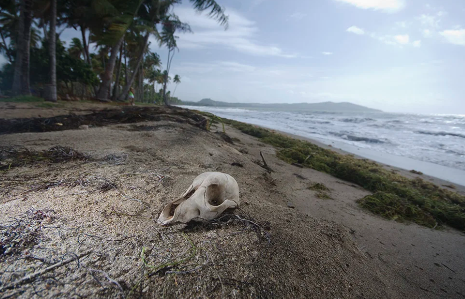 Dead Dog Beach, , Puerto Rico